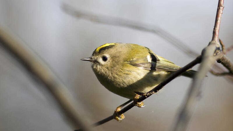The goldcrest is just one of our native birds that produce wonderful singing 