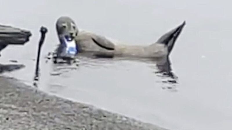 A young seal was spotted in Belfast Lough with a drink can stuck to its jaw 