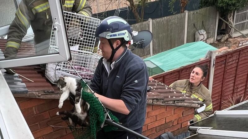 The RSPCA and firefighters were called after neighbours realised a cat was giving birth in the guttering of a conservatory