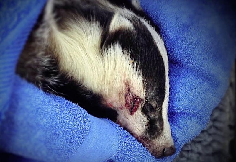 The USPCA said it was treating this badger which was found on the roadside in Newry following the fire. Picture from USPCA/Facebook 