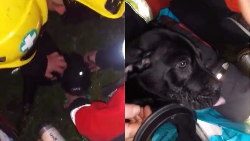 The 16-week-old black Labrador was revived by various West Midlands fire services.