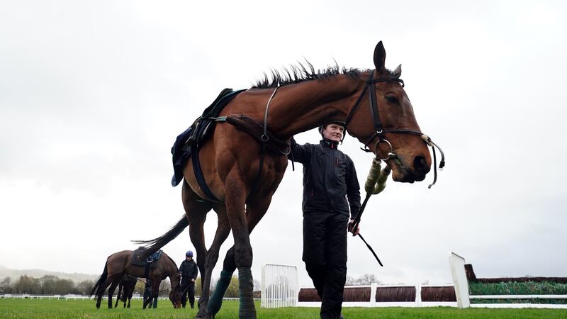 Honeysuckle is taken for a trot around the Cheltenham gallops yesterday ahead of her farewell appearance in The Close Brothers Mares' Hurdle on Tuesday
