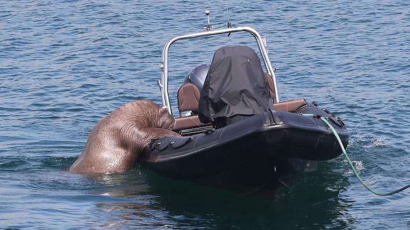 The wandering mammal climbed on to a boat owned by a local hotelier off the coast of Ardmore, Co Waterford, Ireland.