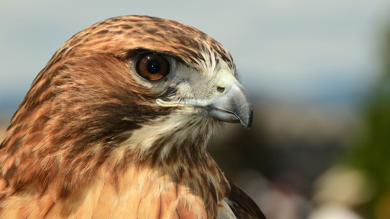Highways officials in Arkansas say the red-tailed hawk is helping them monitor traffic.