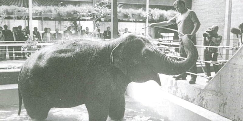 Tina enjoying a bath at the grand opening of the elephant house in 1988 