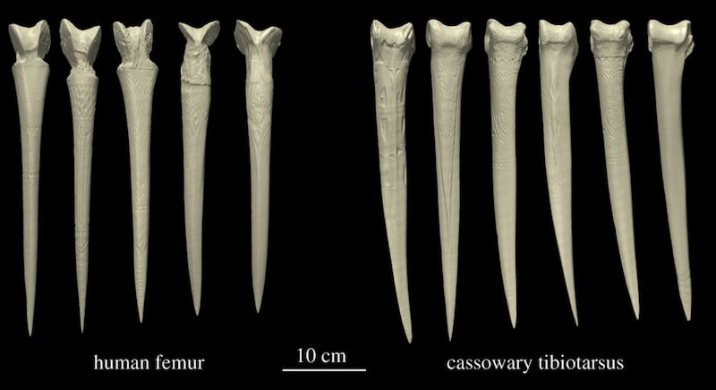Human and cassowary daggers.