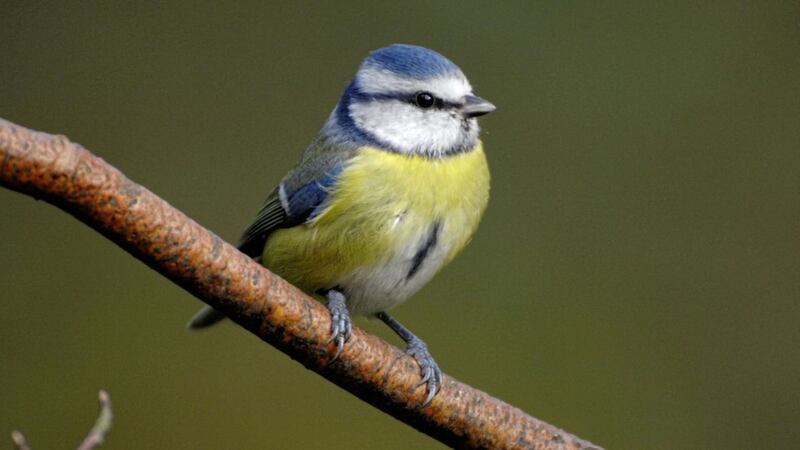 The RSPB said the blue tit is among the birds that the public should be on the look out for this weekend. Picture by Ray Kennedy, RSPB images 