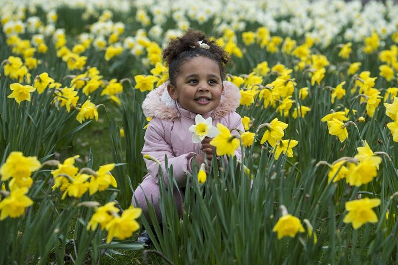 Tallulah-Monroe Fabiola plays in a patch of daffodils 