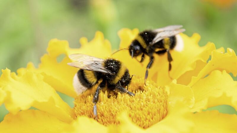 Bees memorise a lot on a daily basis, including the location of their home - without which they would die. 