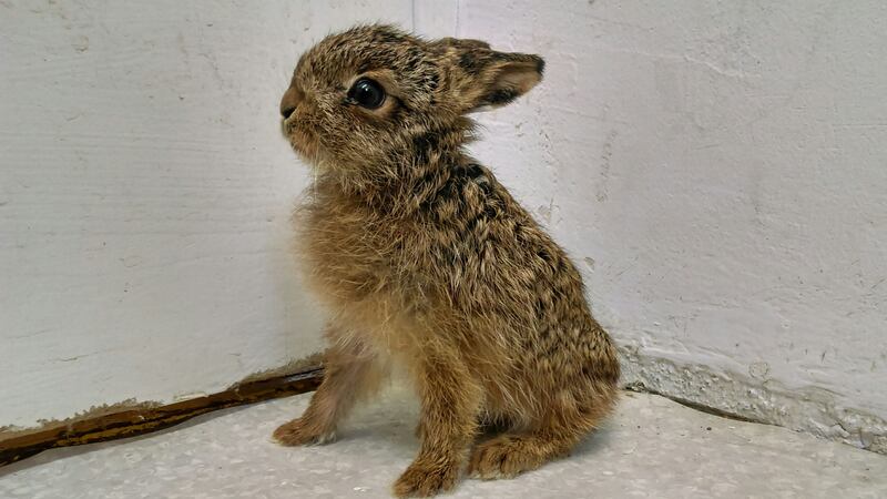 Of course he needed an adorable name and has been christened Kenny Leveret.