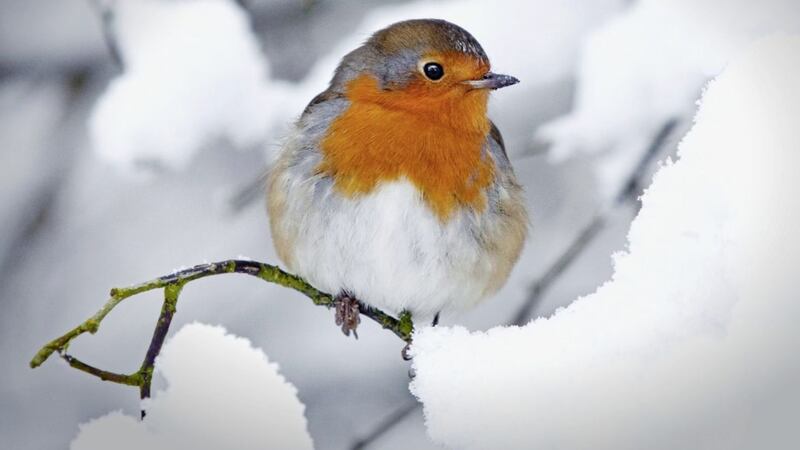 The robin is one of the few birds to sing right through the darkest days of winter 