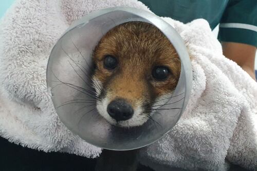 Fox rescued after getting head stuck in sweet jar