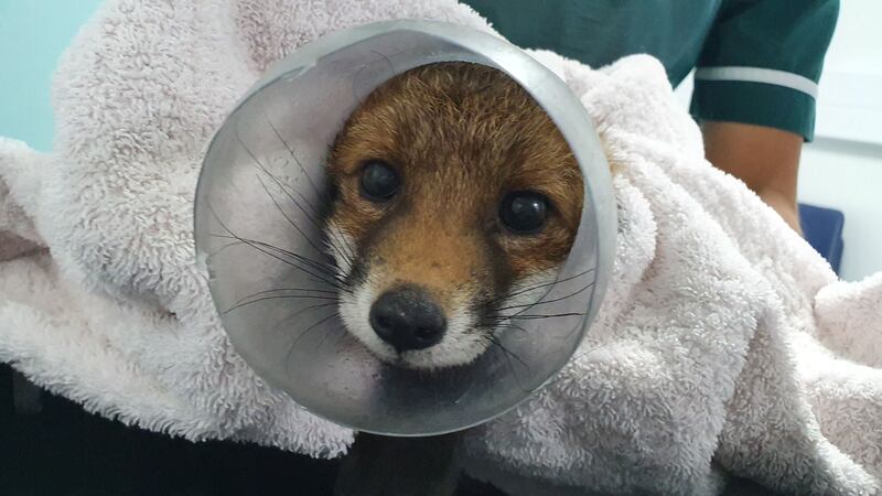 The RSPCA treated the animal, which is expected to return to the wild soon.