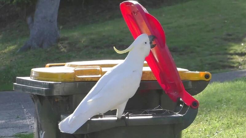 The sulphur-crested cockatoo’s technique has spread among its population as others learn how to raid bins for food, international experts said.