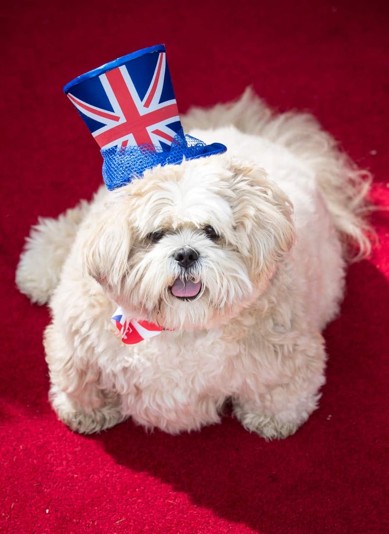 Windsor Castle replica for dog