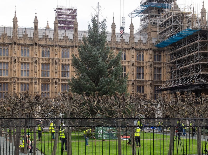 Xmas tree for Parliament Square