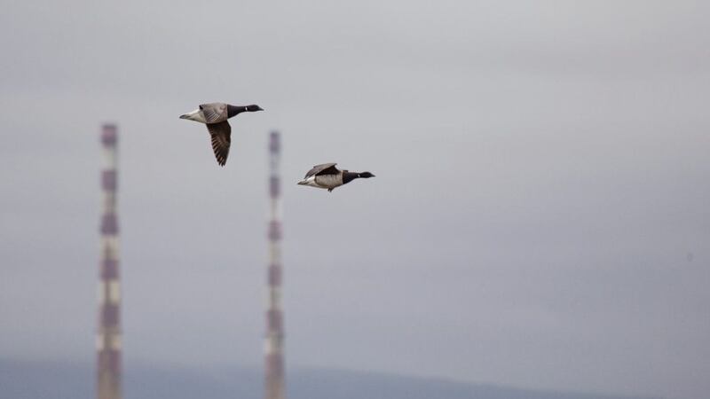 Brent Geese over Dublin Bay &ndash; they congregate on Strangford Lough on arrival from the Arctic before dispersing to other parts of Ireland 