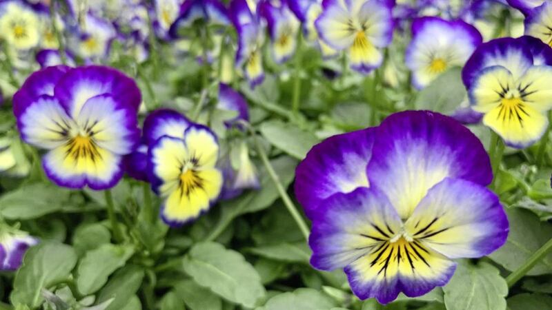 Violas provide colour for the change of season when it comes to patio pot plants 