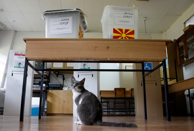 A cat stands under ballot boxes during the parliamentary election and the presidential runoff, at a polling station in Skopje, North Macedonia (Boris Grdanoski/AP)