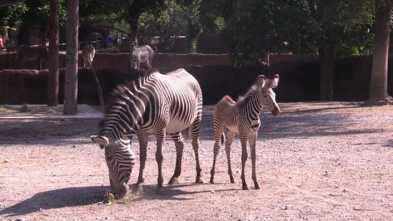Little Colton is a Grevy’s zebra foal, a rare species from East Africa.