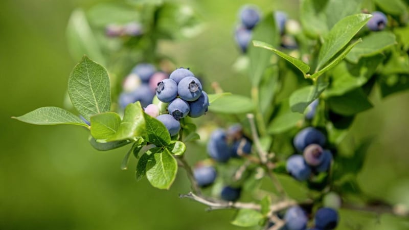 Planting two varieties of blueberry will increase yield 