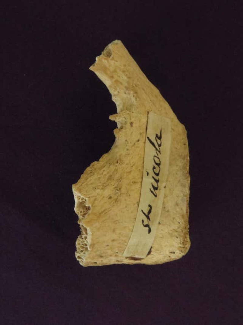 Bone fragment allegedly belonging to Father Christmas