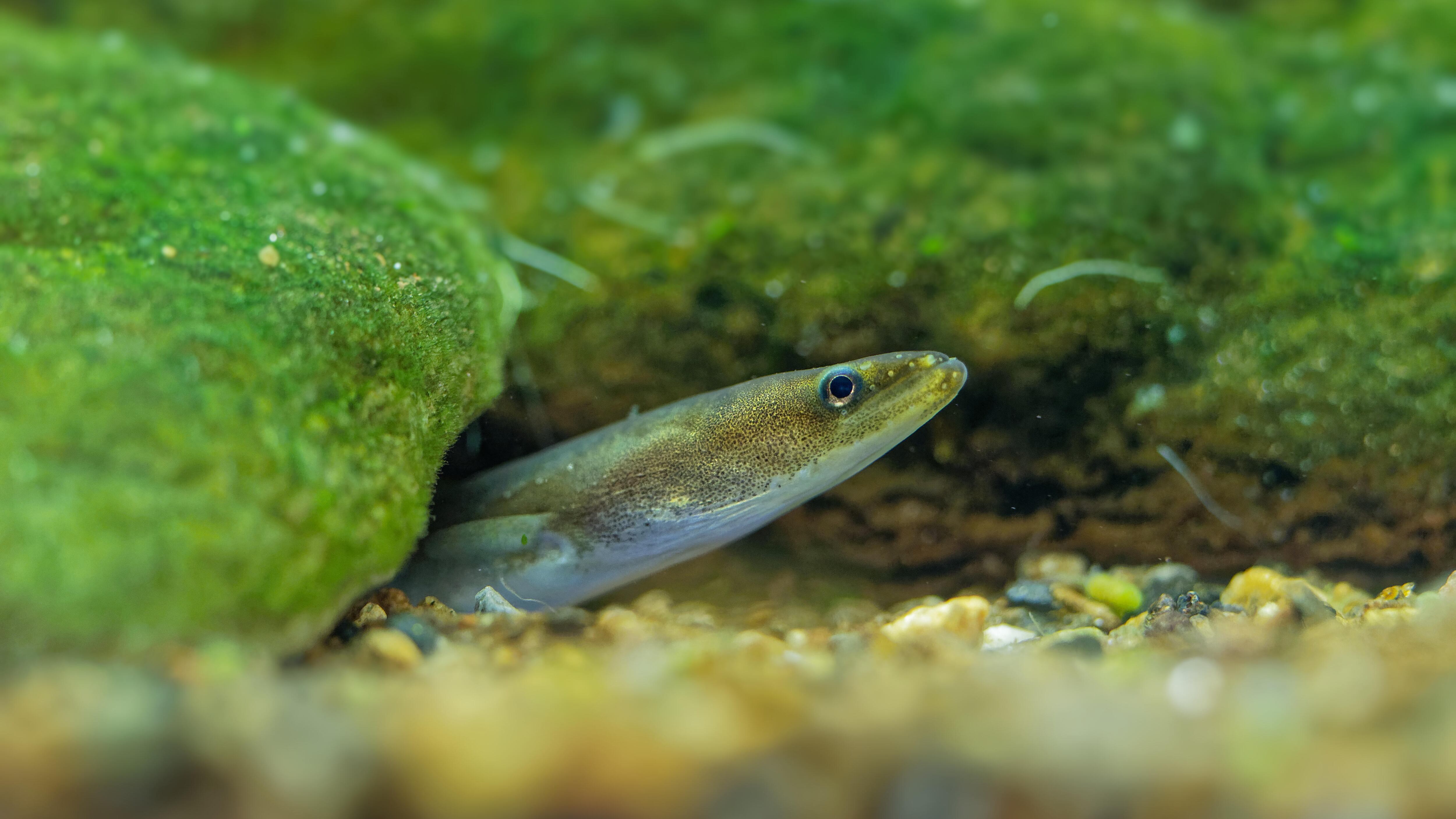 European eel is listed as critically endangered in the IUCN Red List of Threatened Species (Alamy)