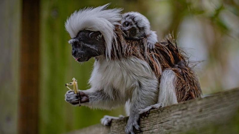 Keepers at Chester Zoo have said they are “overjoyed” by the arrival of a rare baby cotton-top tamarin monkey.