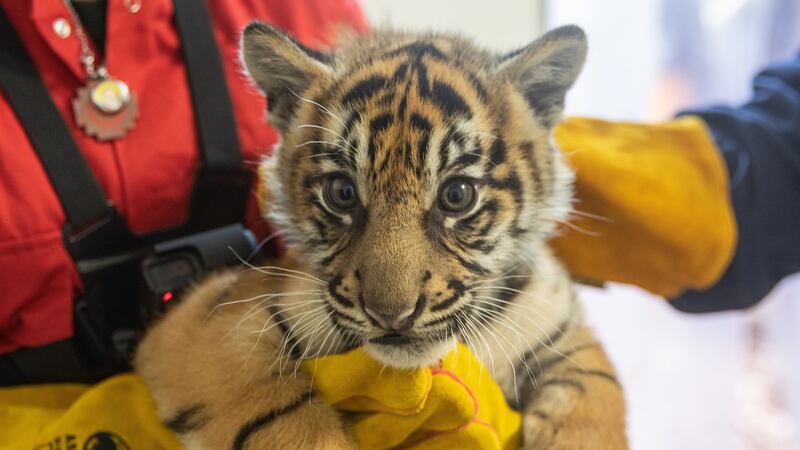 Keepers were pleased to confirm the Sumatran tiger cubs are all ‘super strong’.