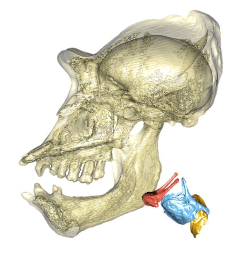 Gorilla skull and larynx