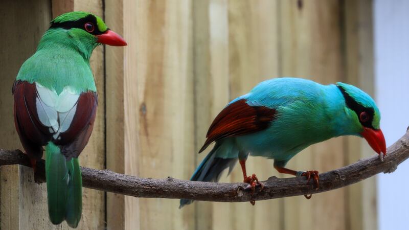 Two endangered Javan green magpies have been welcomed to the zoo.