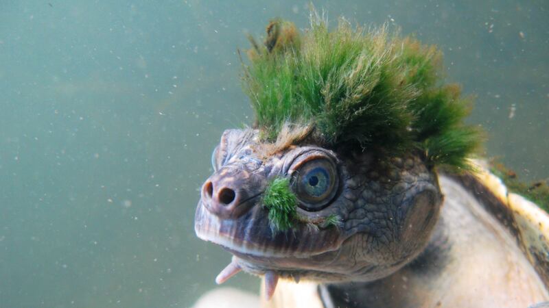 The Mary River turtle is one of more than 500 reptiles classified as Evolutionarily Distinct and Globally Endangered.