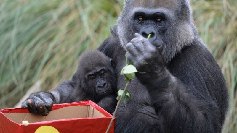 It's this baby gorilla's first birthday and the zoo made her day extra special