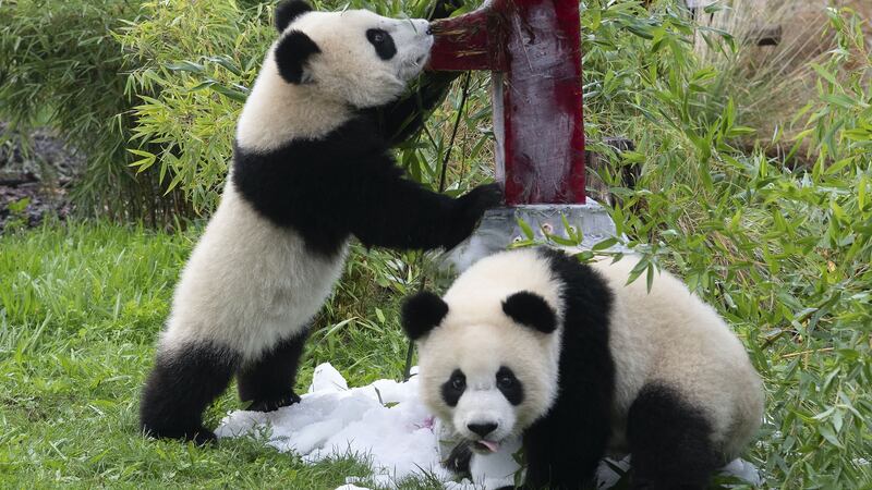Zookeepers brought the duo a frozen cake made out of beetroot juice, apples, sweet potatoes and bamboo.