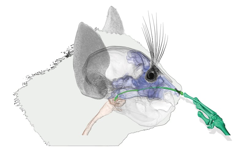 CT-scan showing an aye-aye picking its nose
