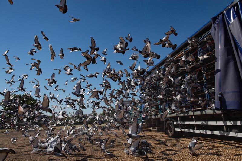 Racing pigeons are released