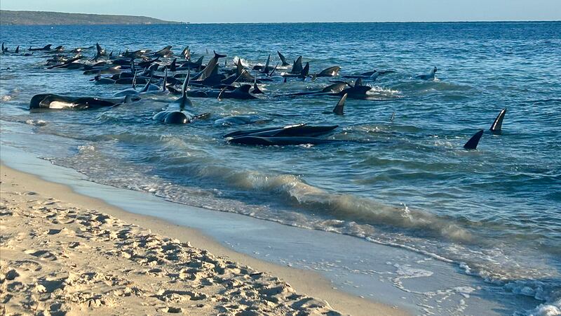 A pod of pilot whales stranded on a beach at Toby’s Inlet (Department of Biodiversity, Conservation and Attractions via AP)