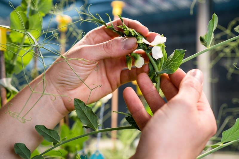 Belfast-based Germinal say ‘flavourless’ pea crop breakthrough offers protein alternative to soya