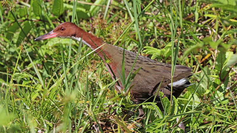 The last surviving colony of the flightless rails is still found on the island.