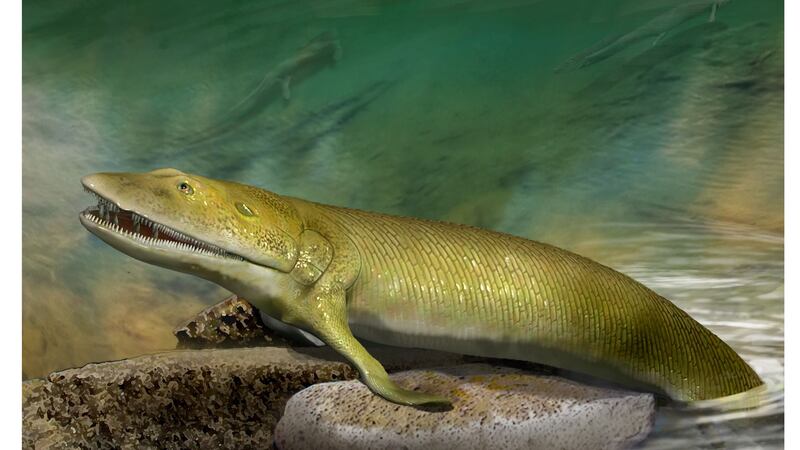 Researchers studied the fossil Elpistostege watsoni, a fish that lived about 380 million years ago.