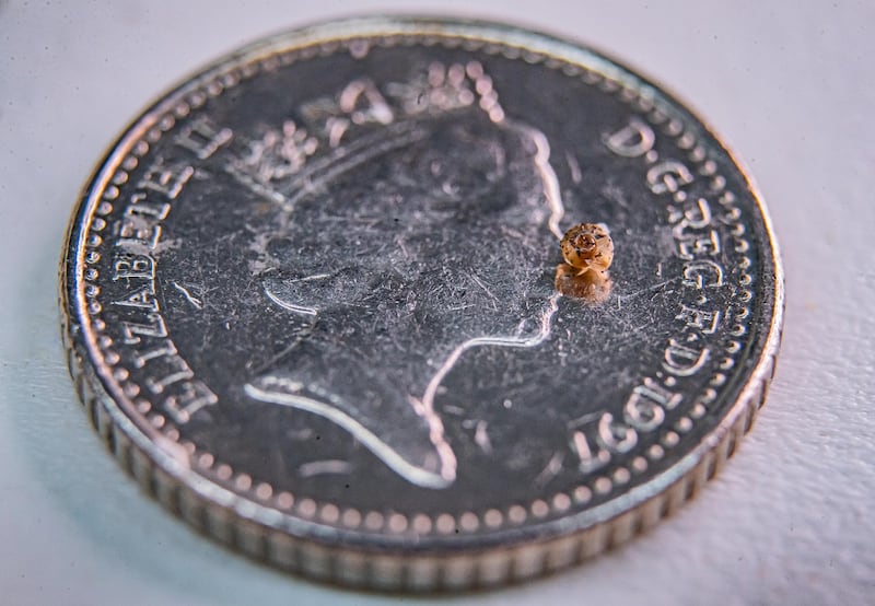 Tiny snail on coin