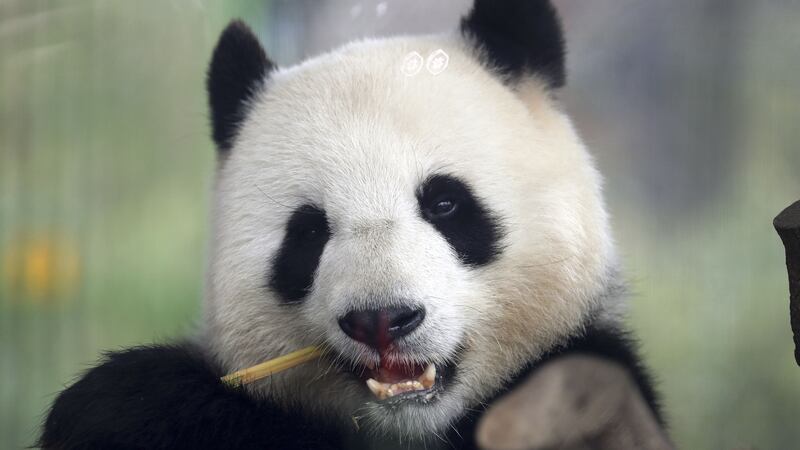 Six-year-old Meng Meng is expected to give birth soon.