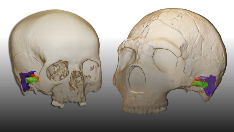 Scientists believe they may have cracked a long-standing question over human evolution.