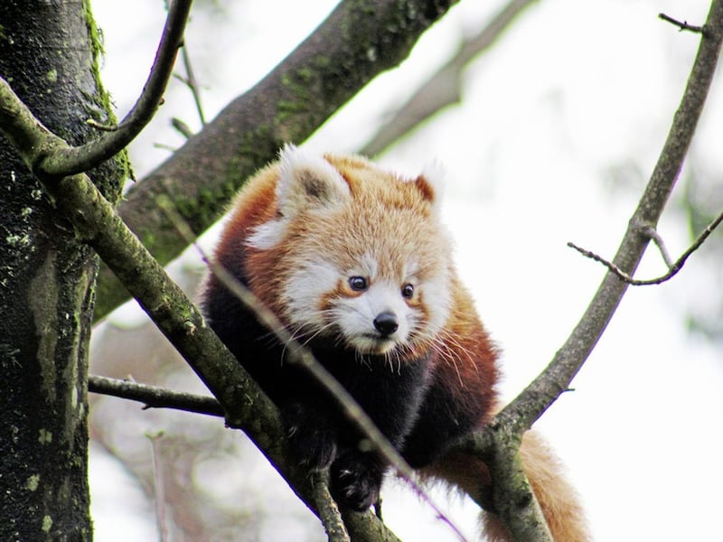 Belfast Zoo is celebrating the arrival of two new cute residents following the birth of endangered twin female red panda cubs 