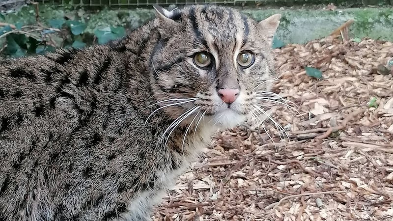 The new addition to Newquay Zoo in Cornwall, called Ozil, has been brought in to live with the zoo’s female fishing cat, called Freya.