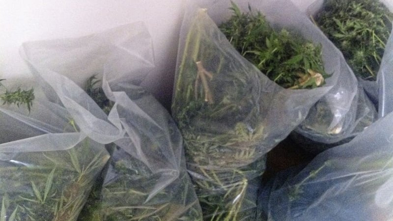 Cannabis plant trimmings found at Orange Order-owned properties in Sixmilecross. Picture by PSNI Omagh 