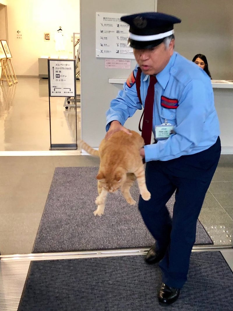 A guard kicking out one of the cats