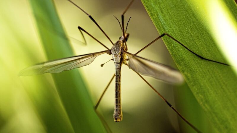 A European cranefly (Tipulidae paludosa) is the most common &lsquo;daddy long-legs&rsquo; known to us in Ireland 