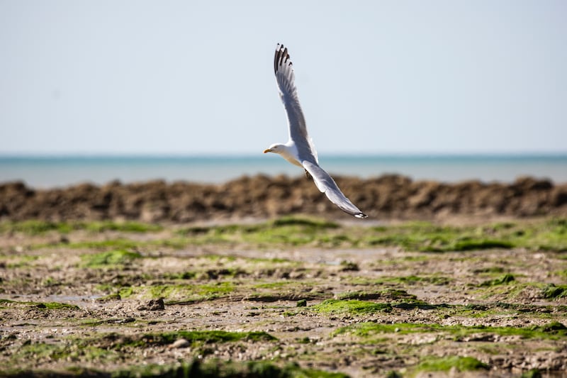 A gull flying above a beach