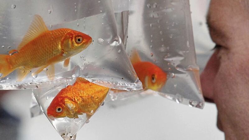 Goldfish released into the wild have &quot;insatiable appetites&quot; and eat up other species&#39; resources, new research has found. Picture by Margaret McLaughlin 